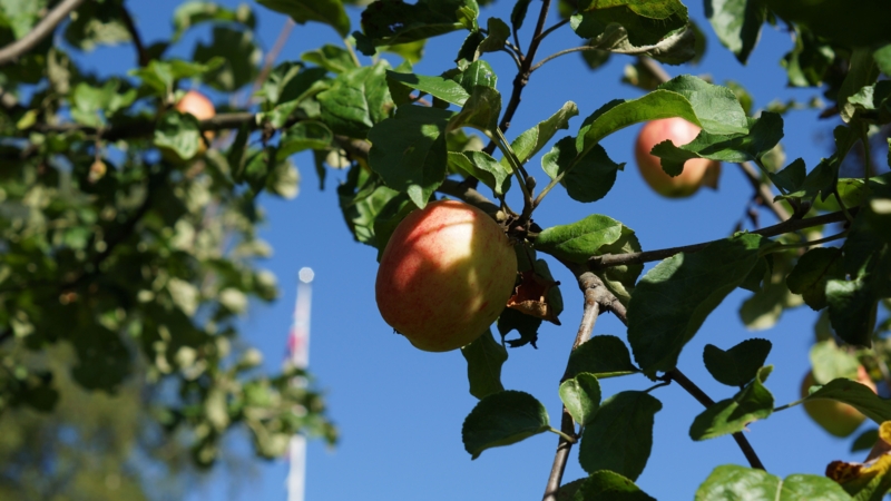Epler i Hagen_B.Mølmen