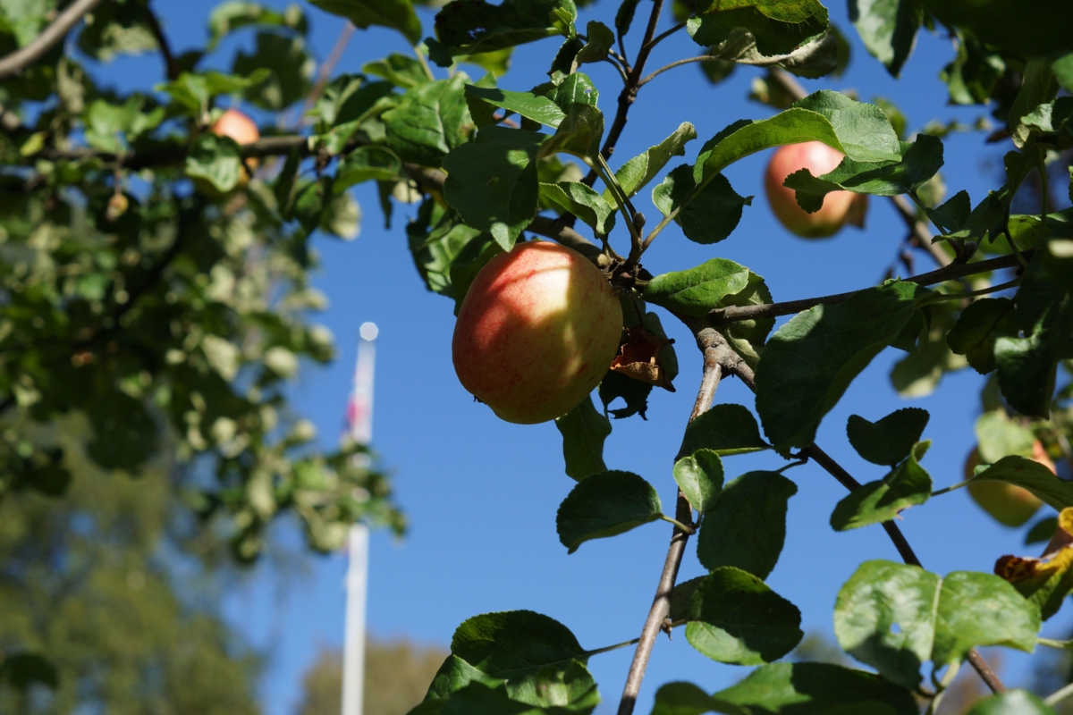 Epler i Hagen_B.Mølmen